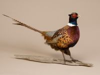 Male Pheasant Standing