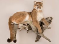 Mountain Lion