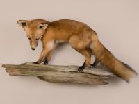Wild Fox Trophy Mount - Red Fox