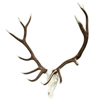 Elk European Mount