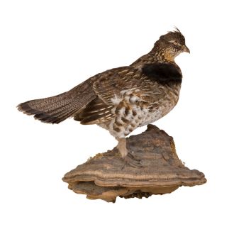 Grouse Trophy Mount